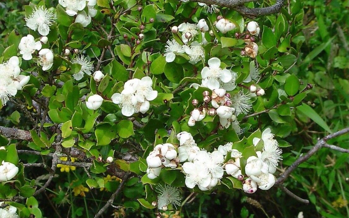 Luma apiculata flower
