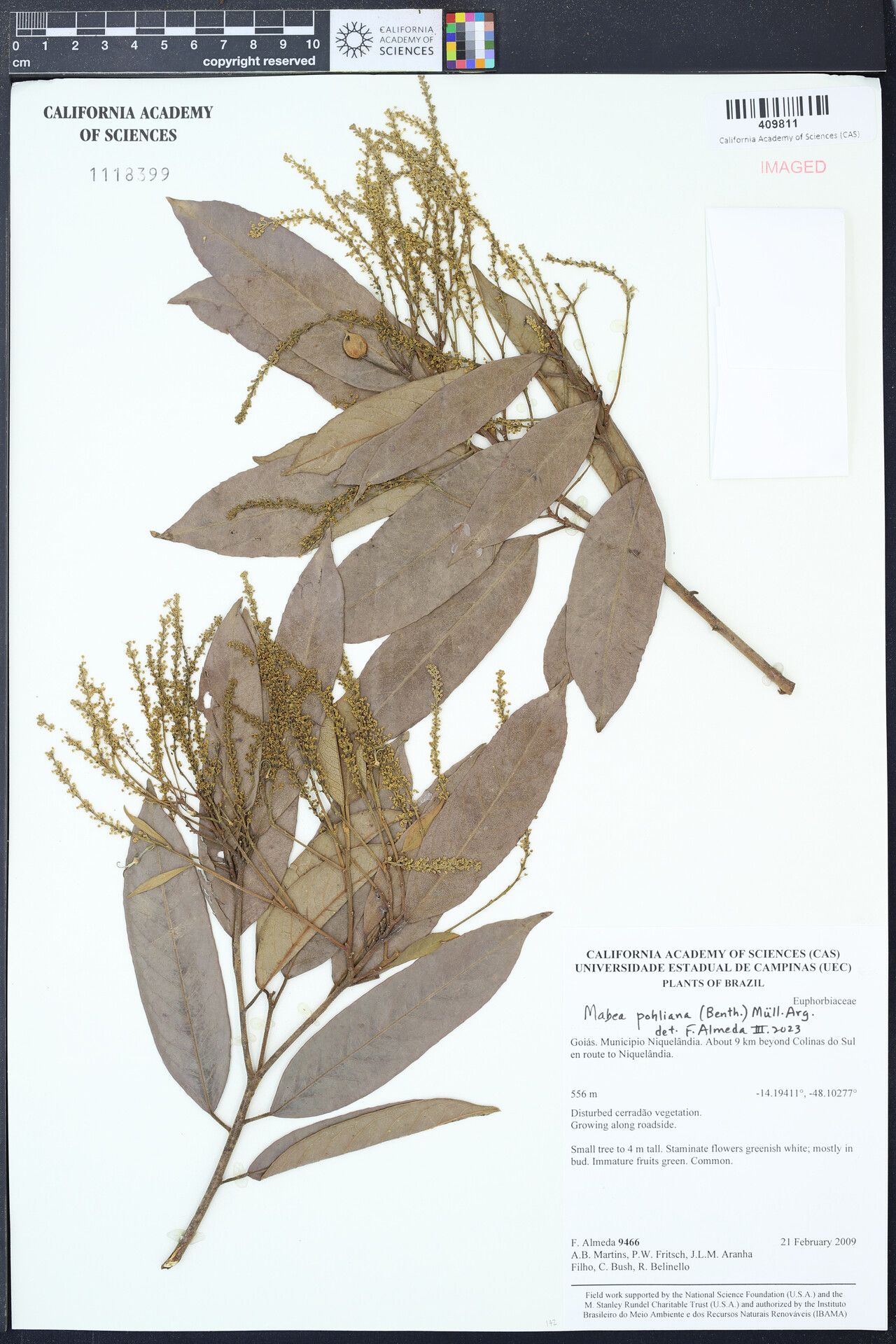 Mabea pohliana — houseplant care guide