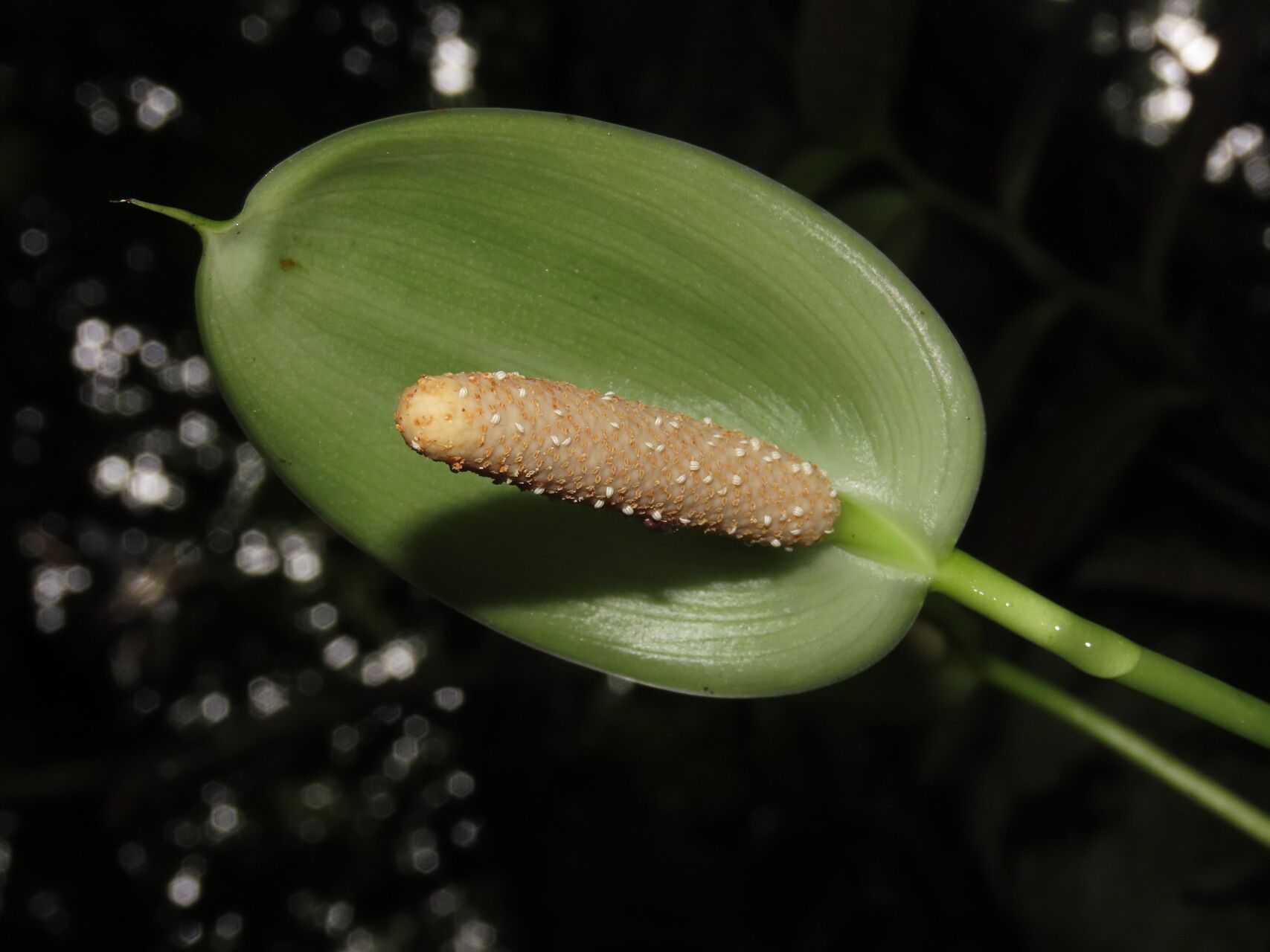 Anthurium cupulispathum flower