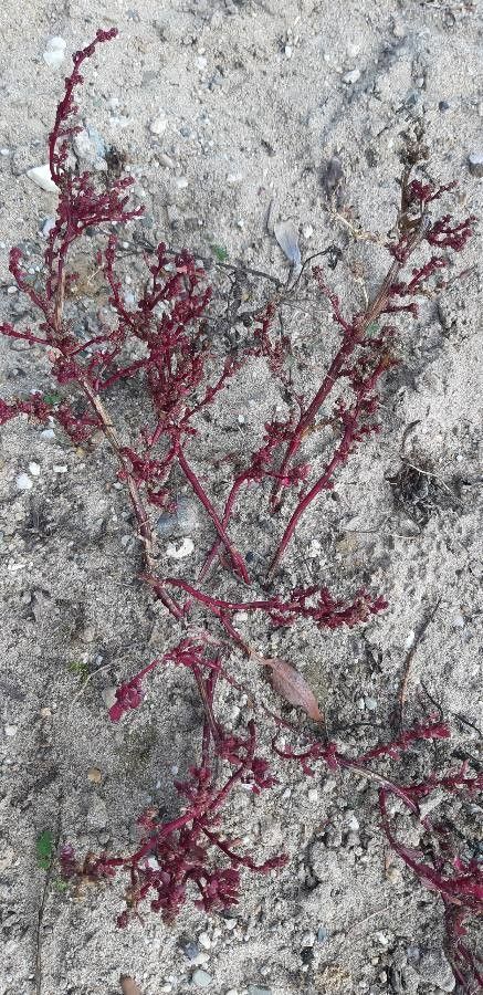 Corispermum intermedium flower