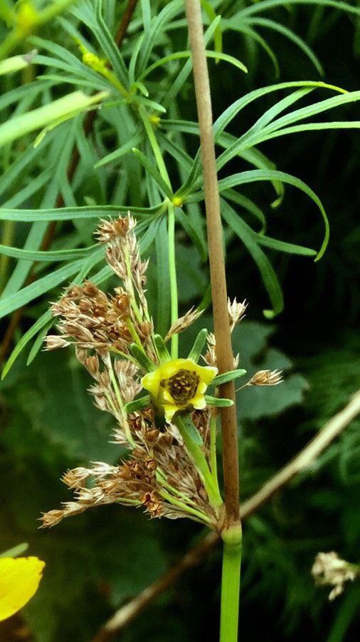 Thalictrum simplex habit