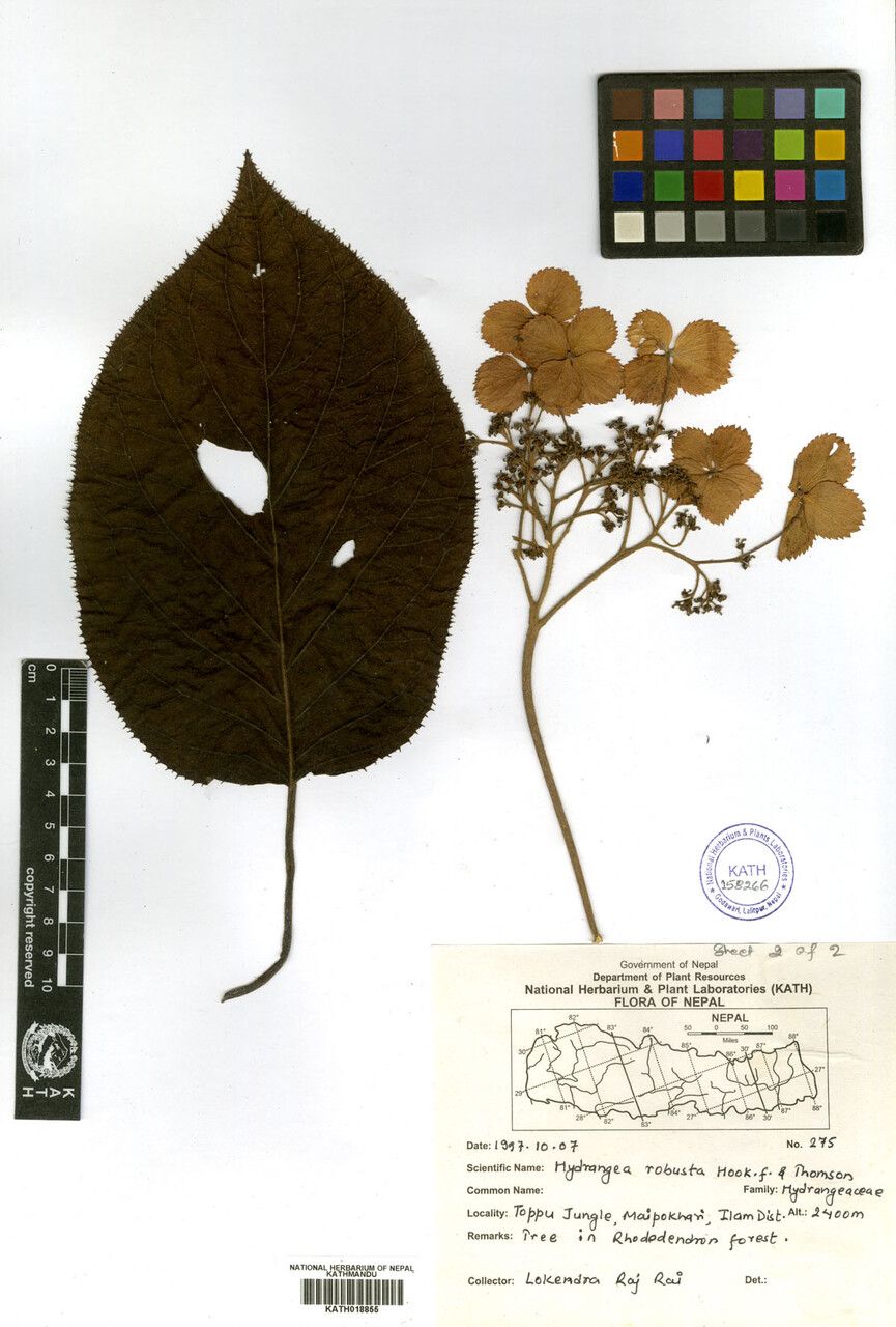 Hydrangea robusta — houseplant care guide