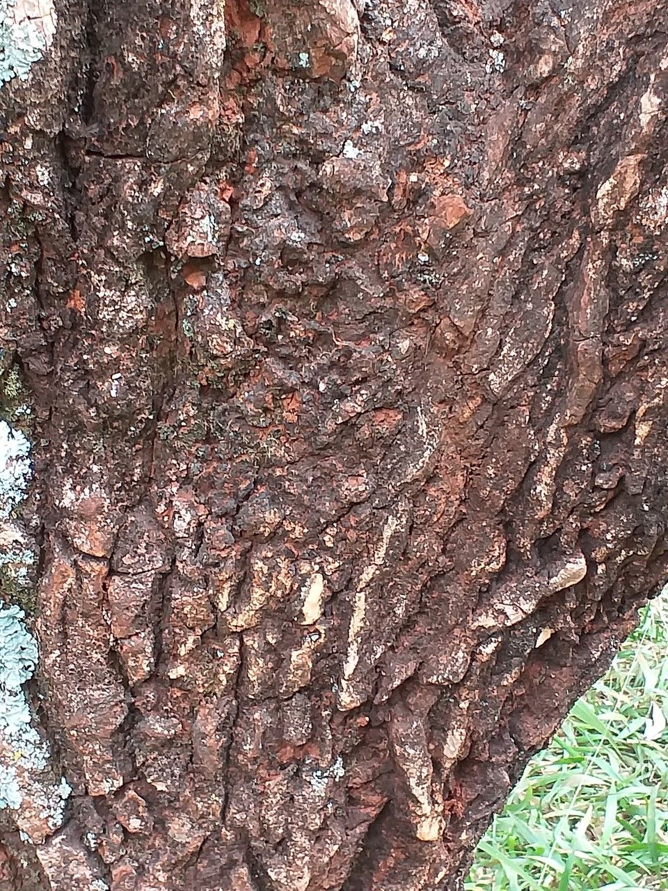 Erythrina abyssinica bark