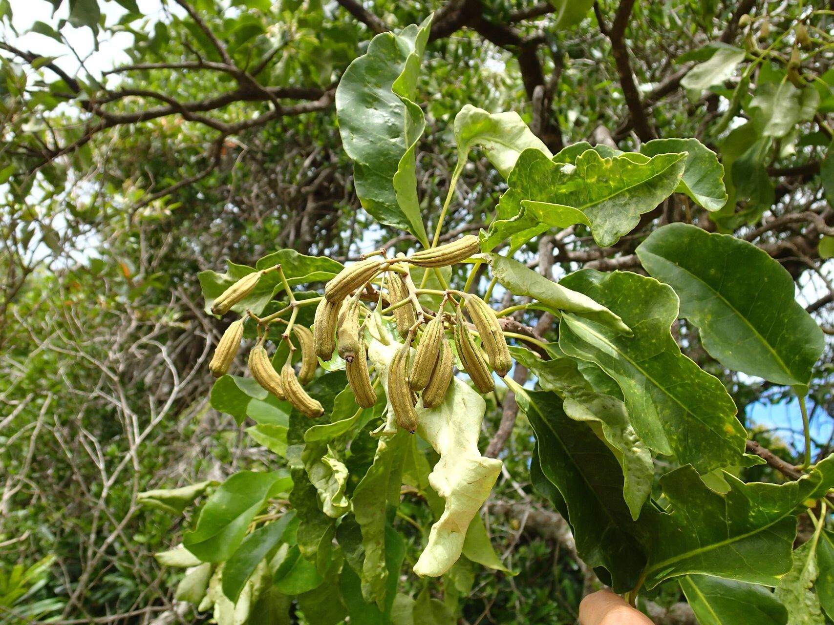 Ceodes artensis fruit