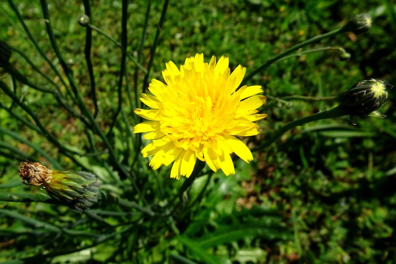 Hypochaeris radicata flower