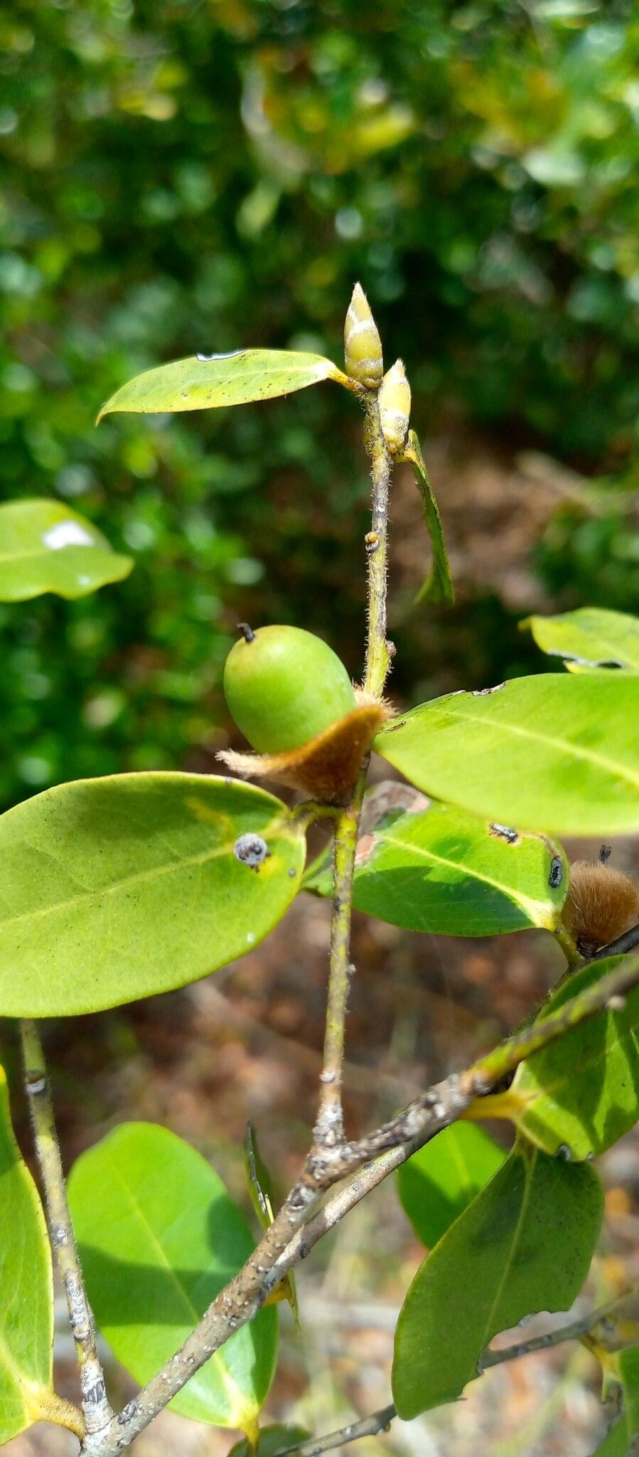 Diospyros lanceolata fruit