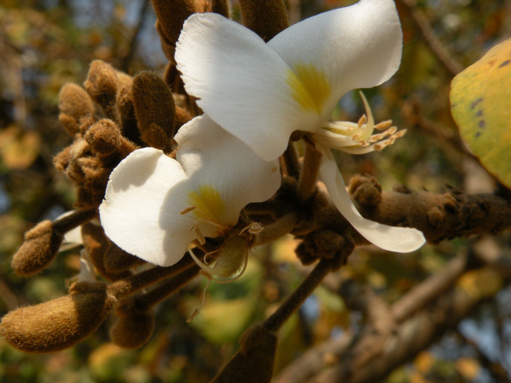 Baphia bequaertii flower