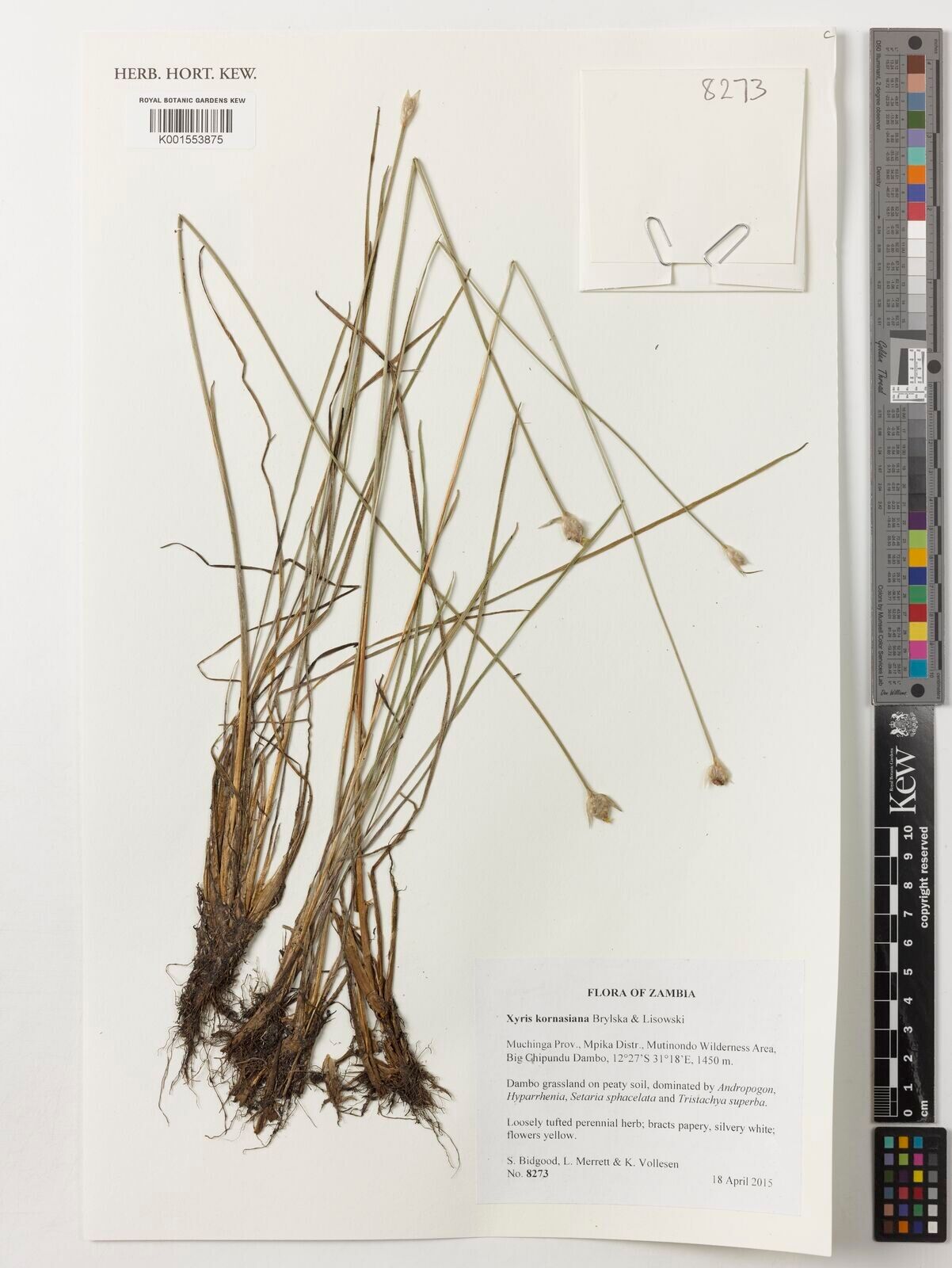 Xyris kornasiana — houseplant care guide