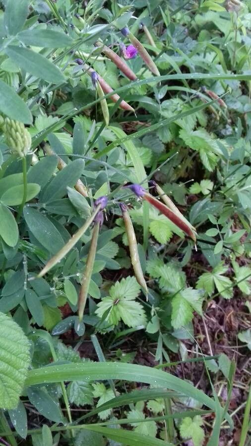 Lathyrus linifolius fruit