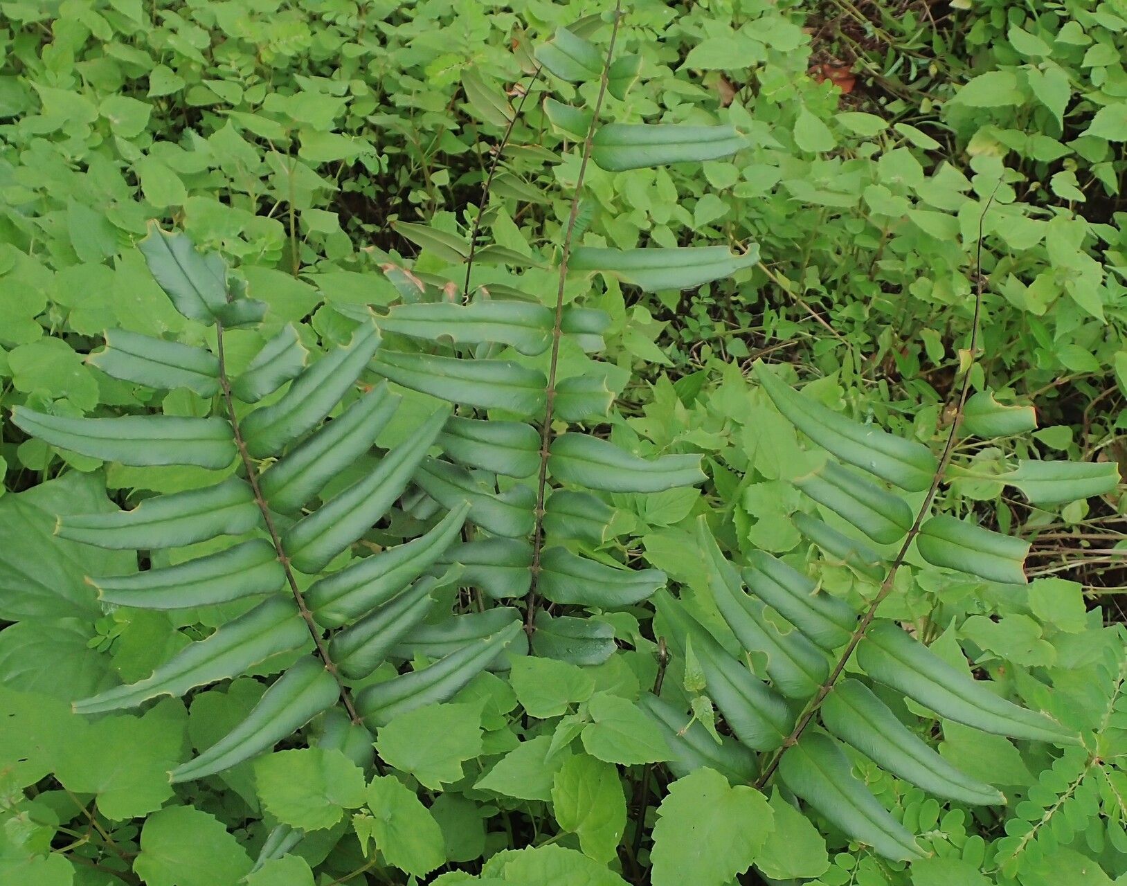 Hemionitis doniana leaf