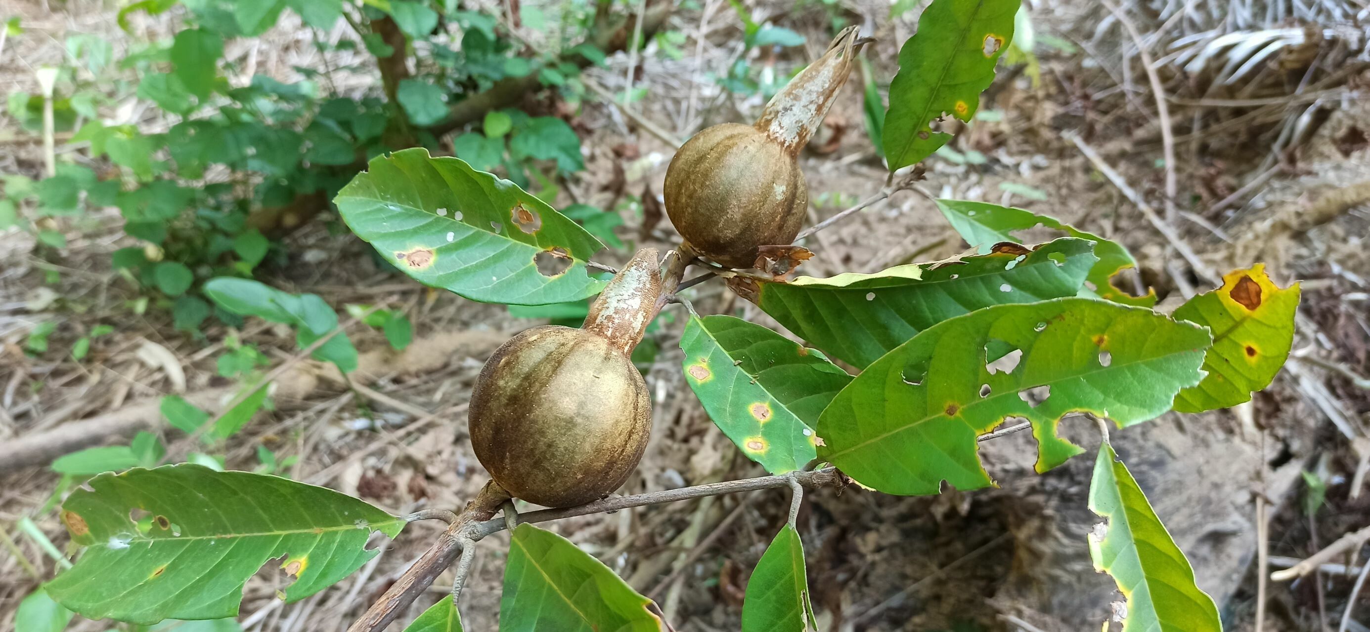 Rothmannia whitfieldii — search result for 'Rothmannia'
