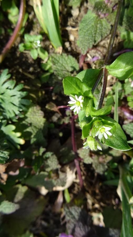 Spergula pentandra flower