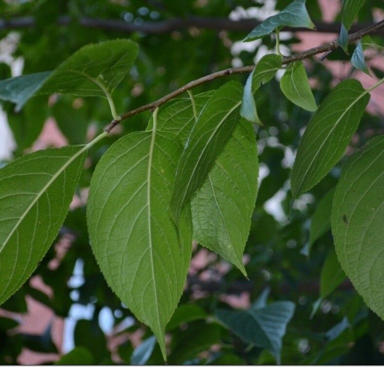 Eucommia ulmoides — houseplant care guide