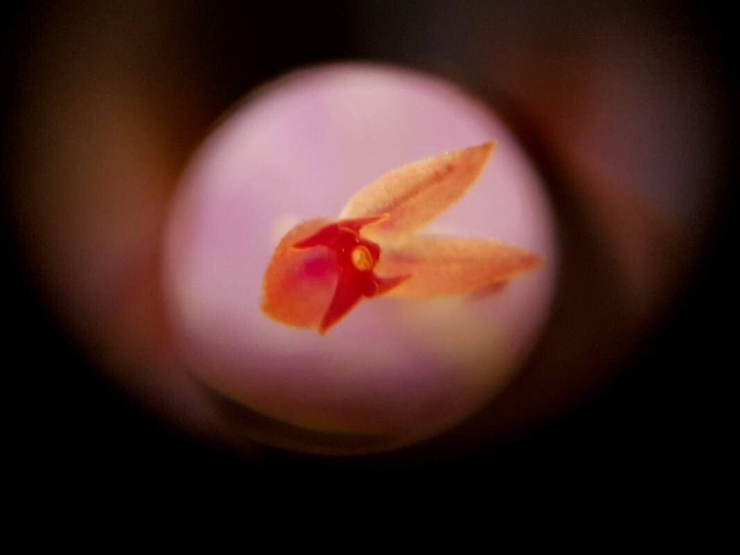 Lepanthes acoridilabia flower