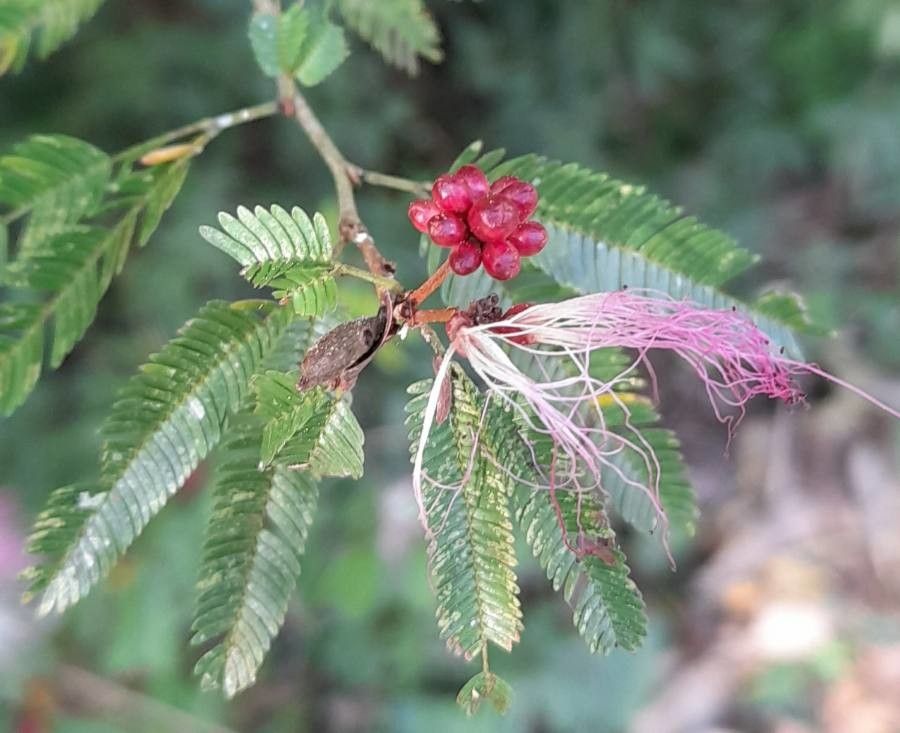 Calliandra brevipes fruit