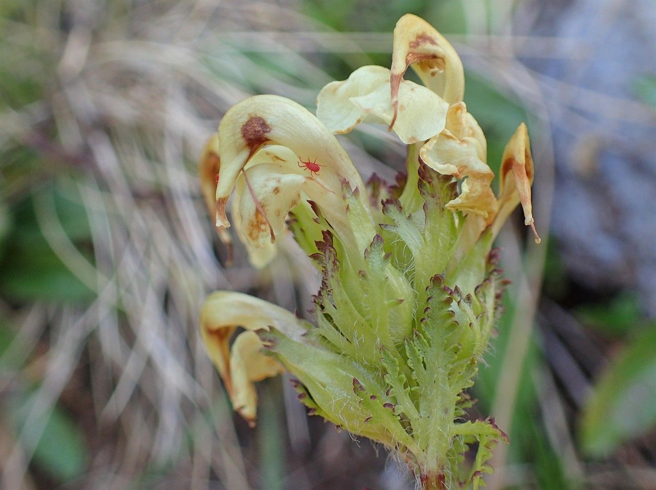 Pedicularis tuberosa fruit