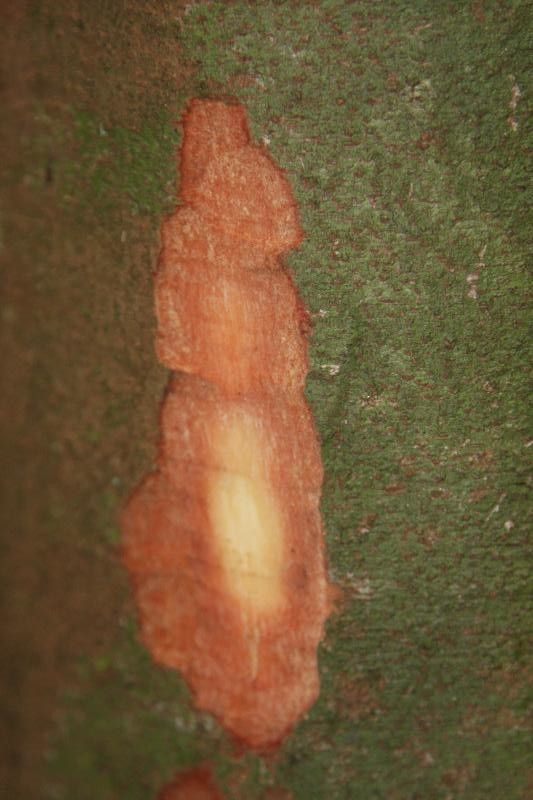 Protium gallicum other