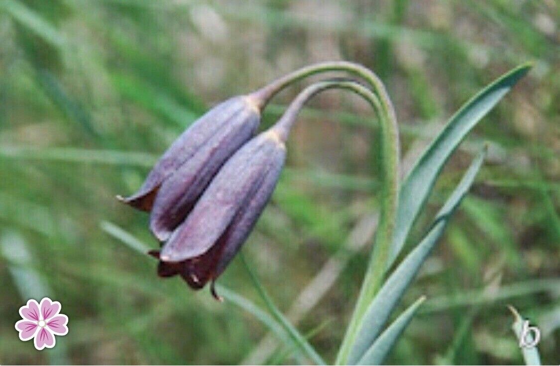 Fritillaria tunievii — houseplant care guide