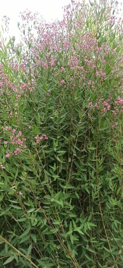Apocynum venetum habit