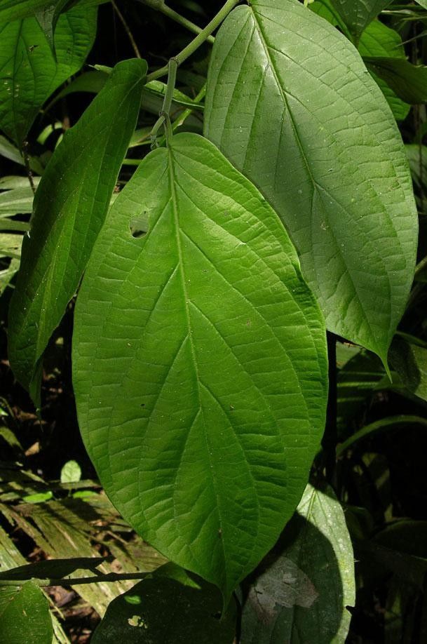 Piper peracuminatum — houseplant care guide