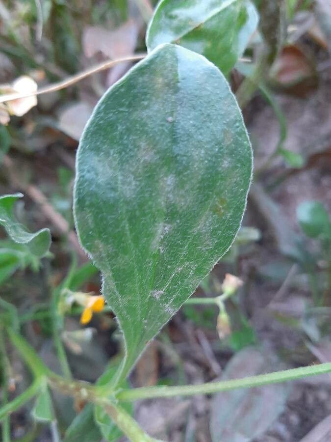 Scorpiurus muricatus — related species from the same genus