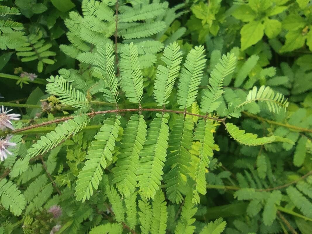 Mimosa diplotricha — search result for 'Mimosa'