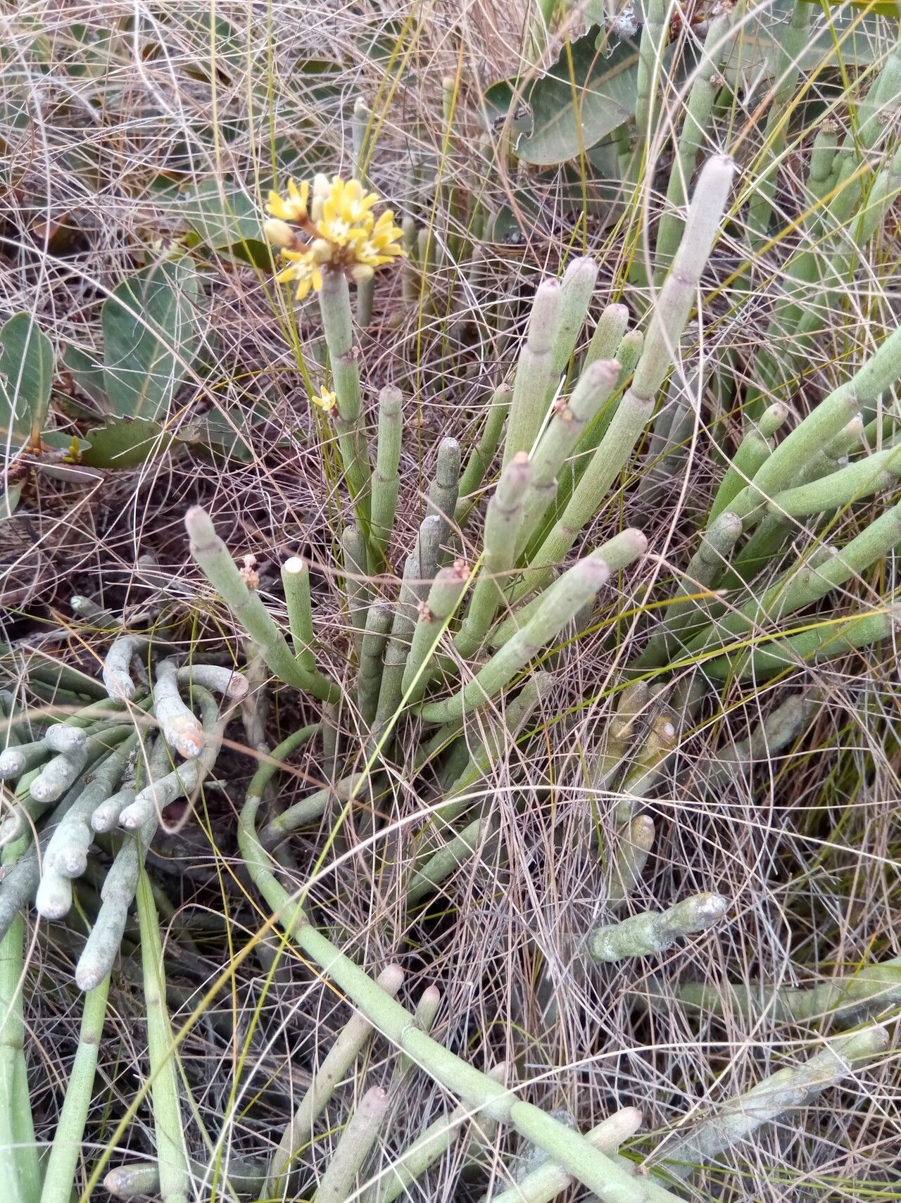 Cynanchum compactum habit