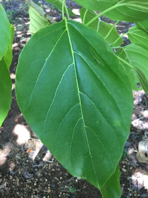 Cordia subcordata — search result for 'Fiji'
