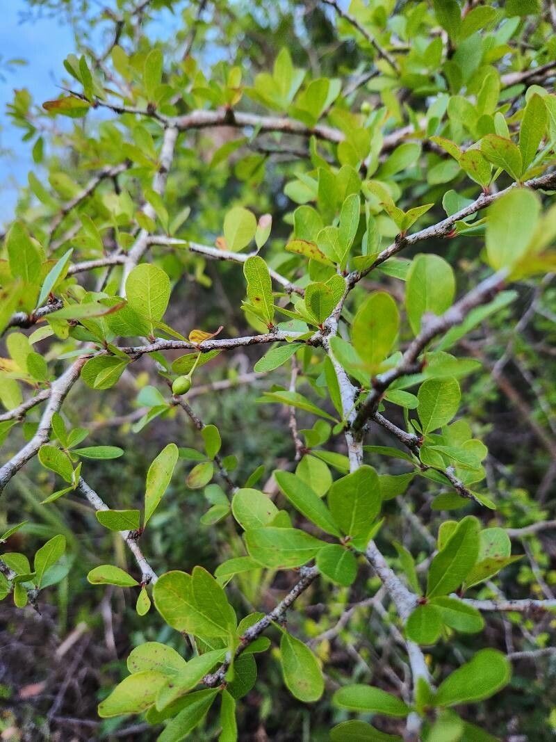 Sideroxylon reclinatum flower