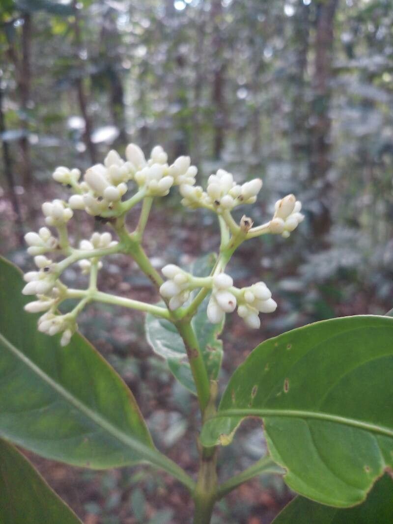 Gaertnera junghuhniana flower