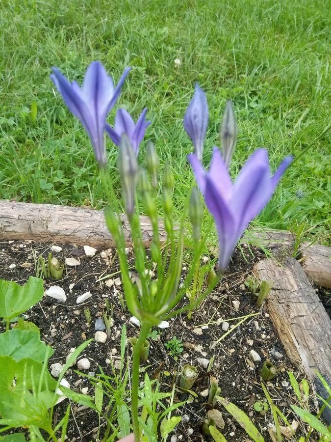 Triteleia laxa habit