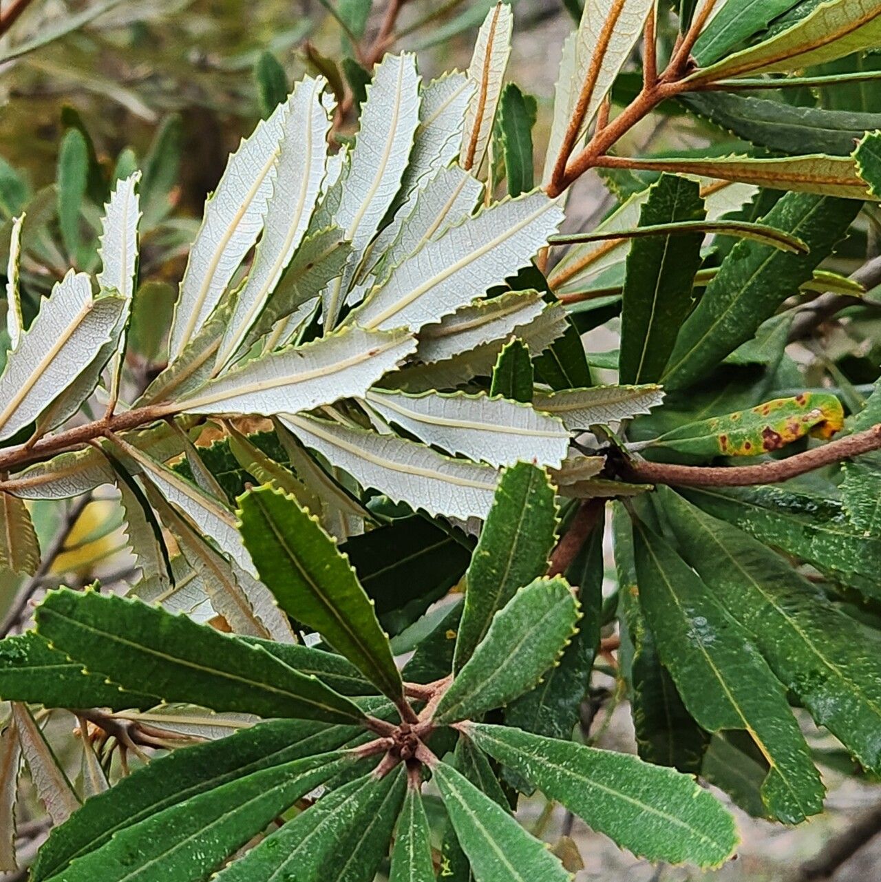 Banksia oblongifolia — search result for 'Banksia'