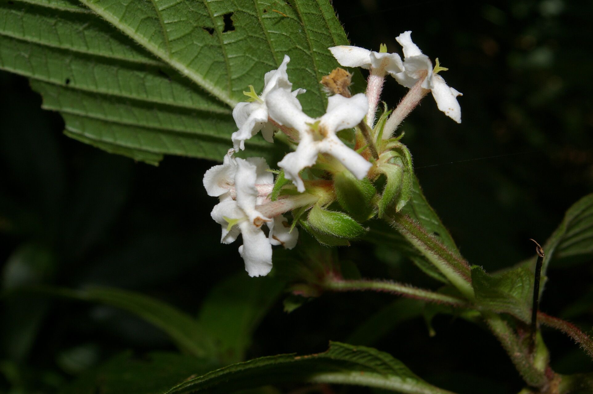 Arachnothryx chaconii flower