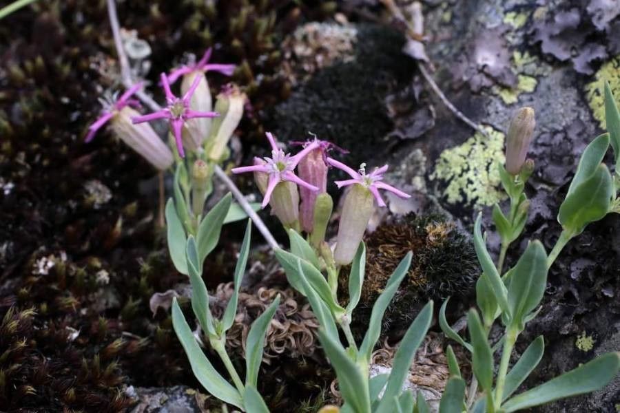 Atocion lerchenfeldianum flower