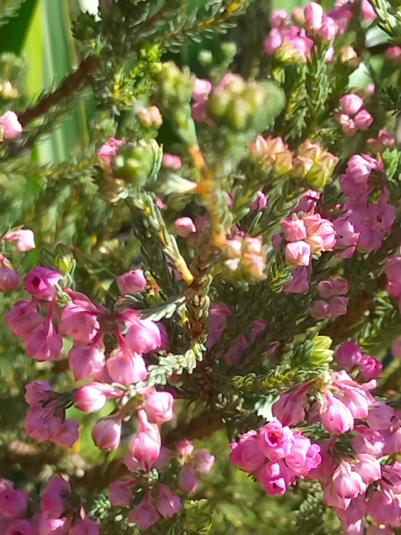 Erica baccans flower