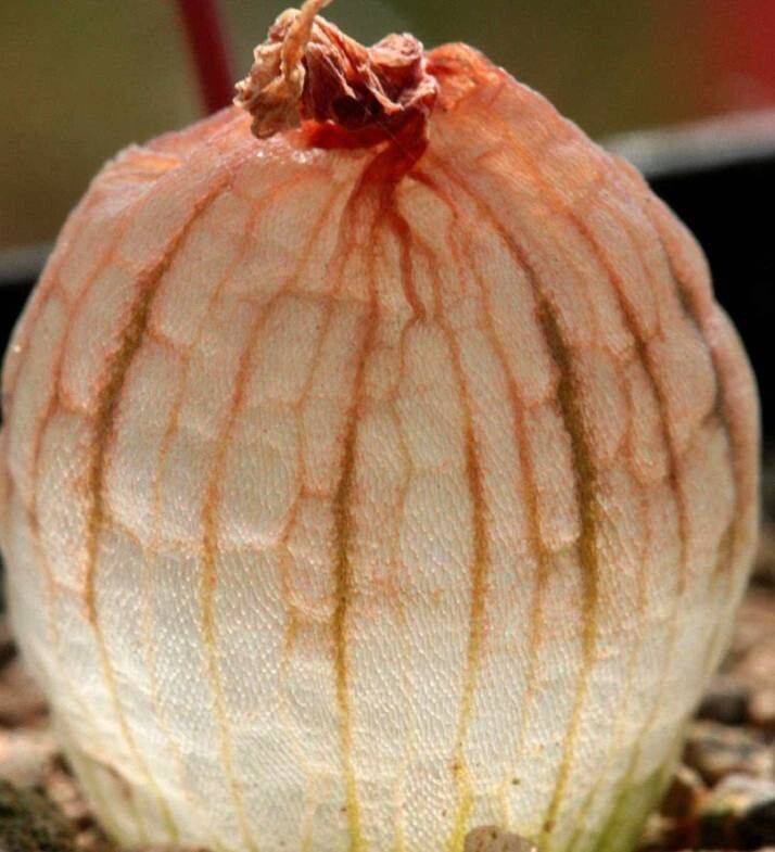 Bulbine vitrea — search result for 'Bulbine'