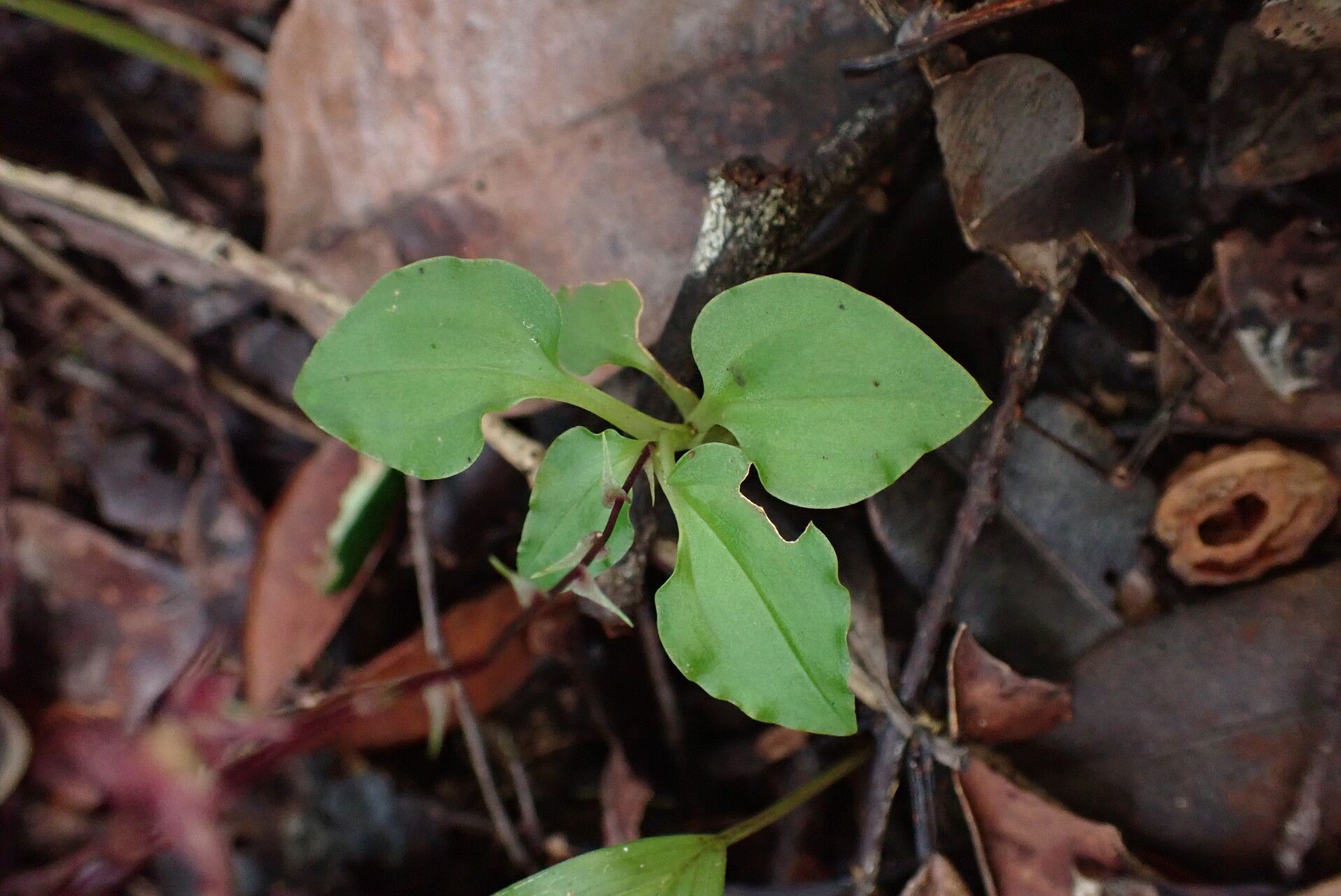 Malaxis weberbaueriana — search result for 'Malaxis'