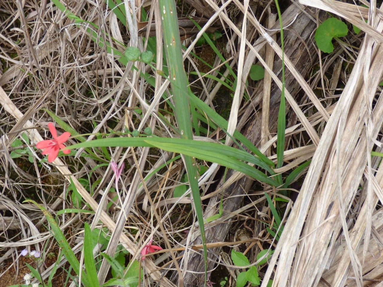 Anomatheca laxa — search result for 'Freesia'