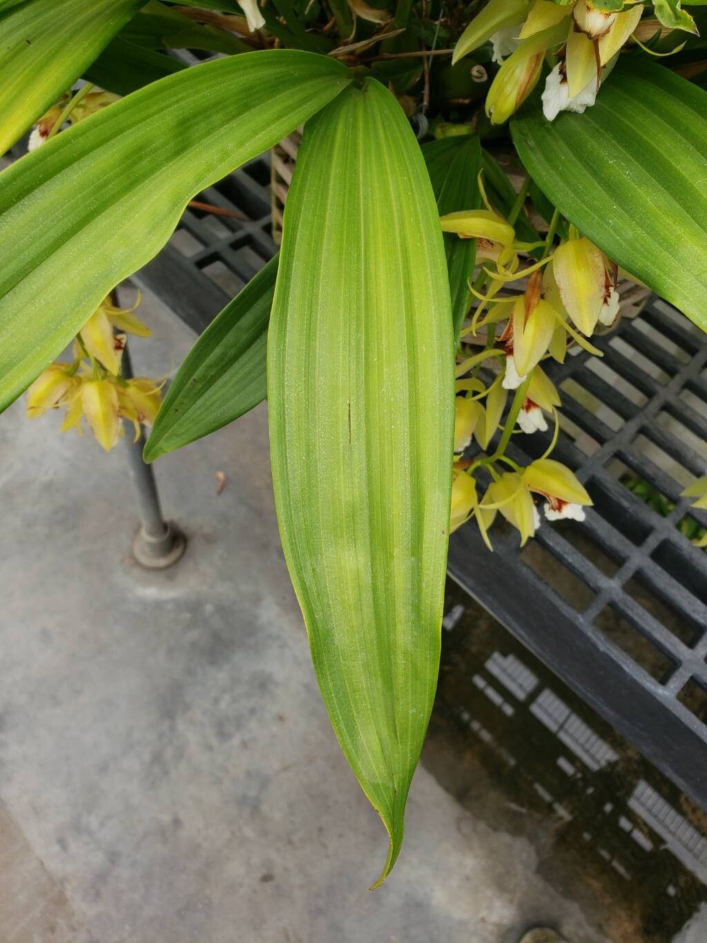Coelogyne marmorata — houseplant care guide