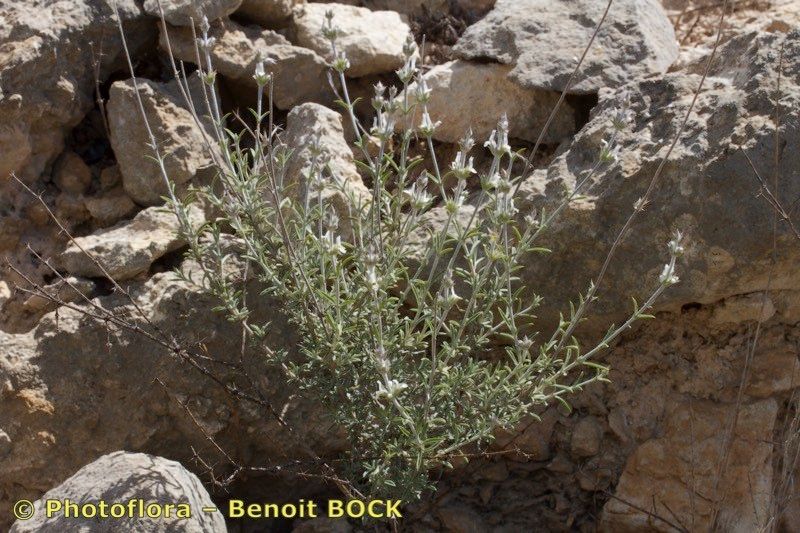 Sideritis pusilla habit