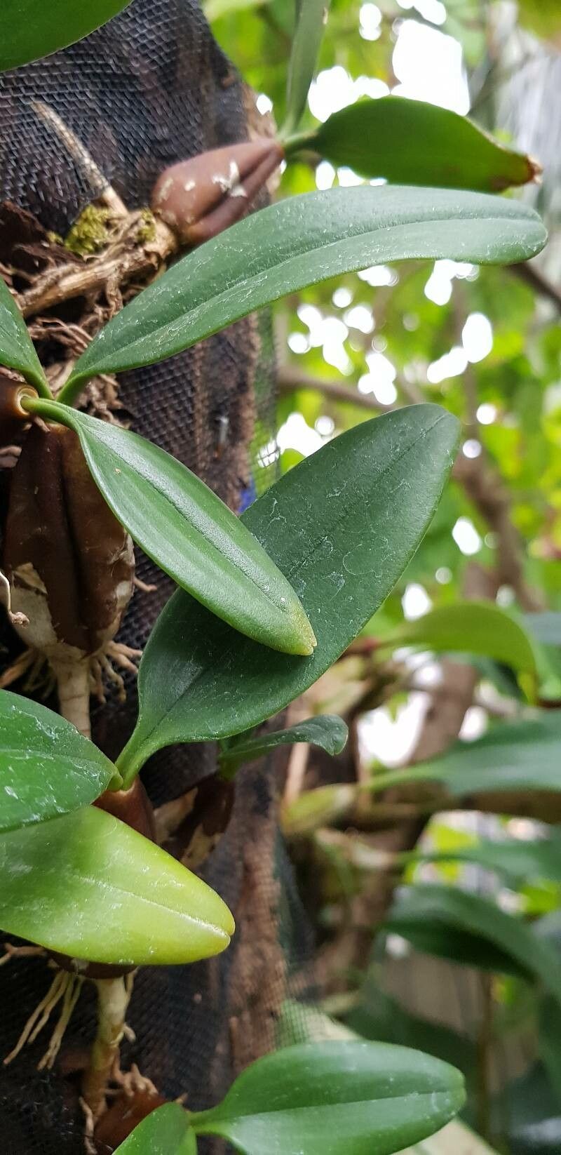 Bulbophyllum blepharistes — houseplant care guide