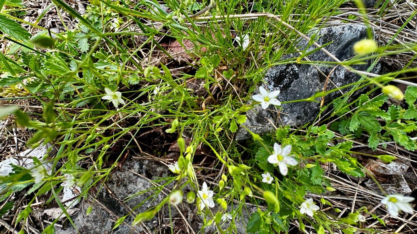 Minuartia hirsuta flower