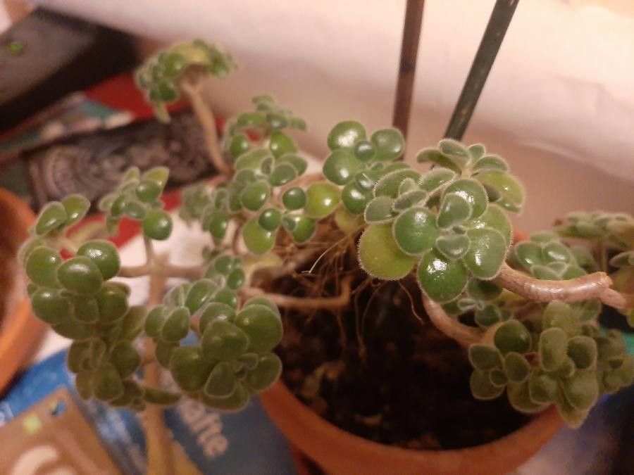 Aichryson porphyrogennetos leaf