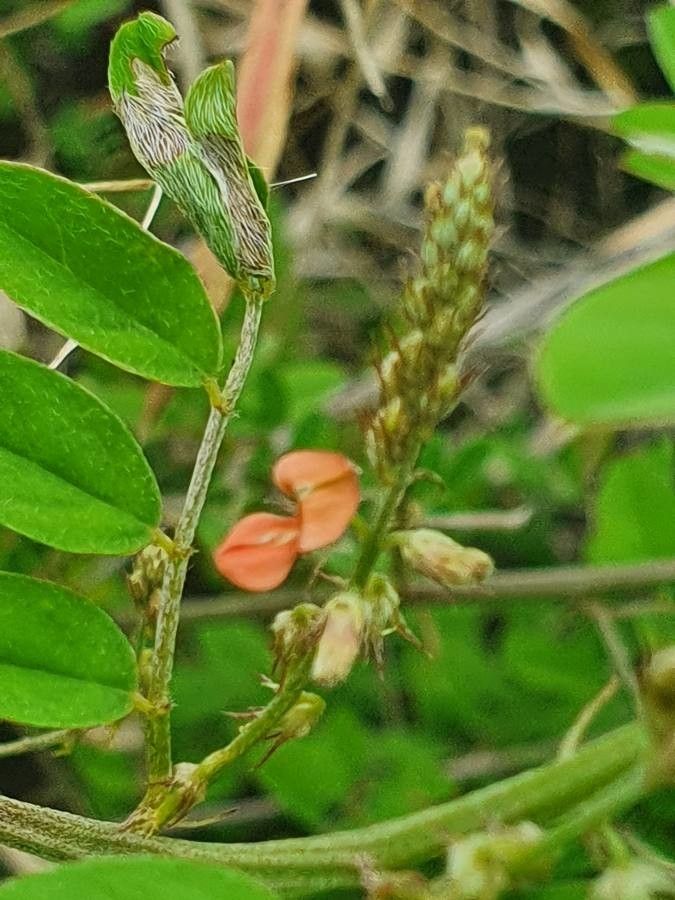 Indigofera bogdanii flower