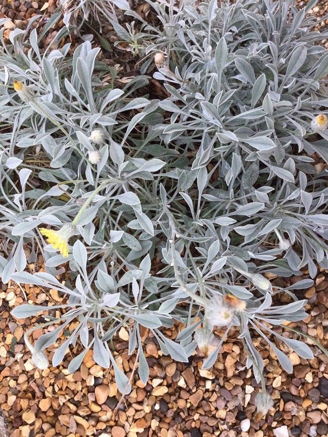 Andryala agardhii habit