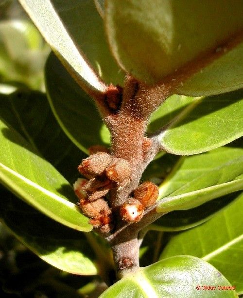 Planchonella skottsbergii bark