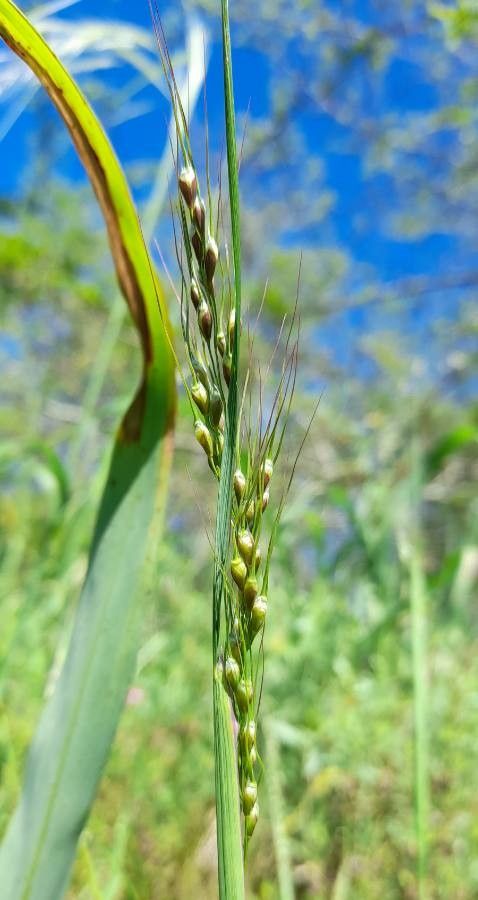 Piptochaetium stipoides — houseplant care guide