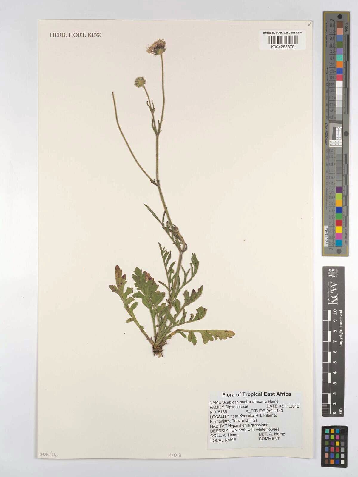 Scabiosa austroafricana — related species from the same genus