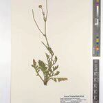 Scabiosa austroafricana