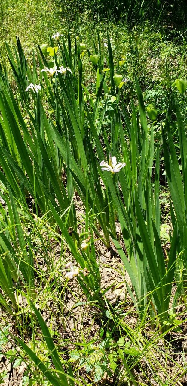 Iris virginica habit